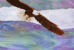 Flying Free